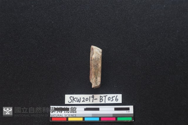 骨尖器殘件藏品圖，第2張