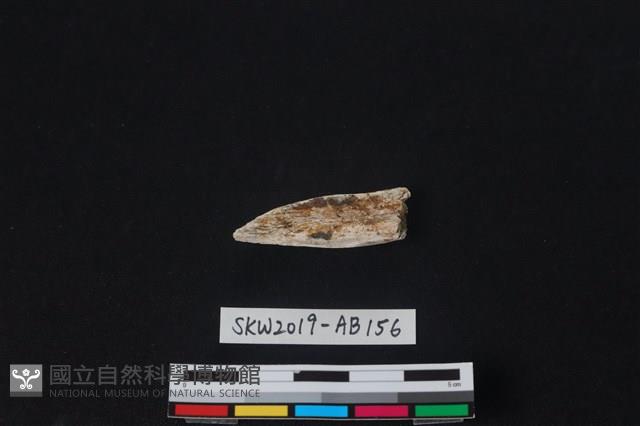 獸骨藏品圖，第2張