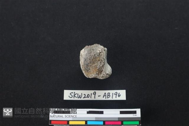 獸骨藏品圖，第2張