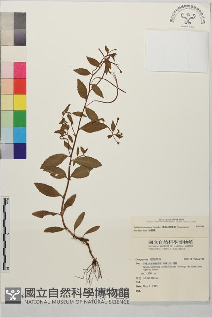 黑龍江柳葉菜藏品圖，第1張