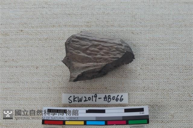 獸骨藏品圖，第2張