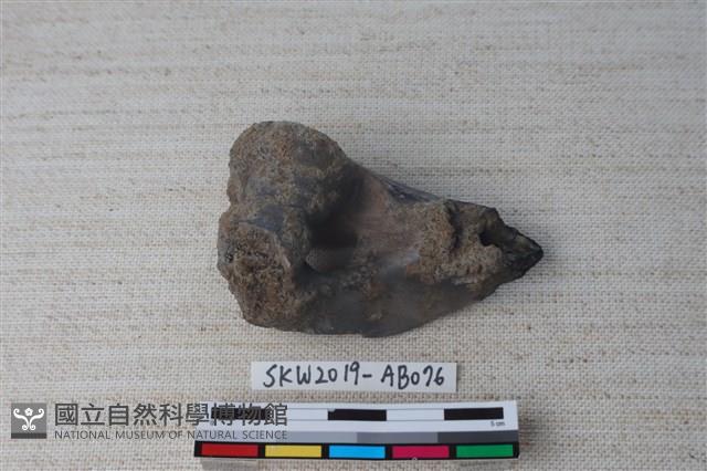 獸骨藏品圖，第2張
