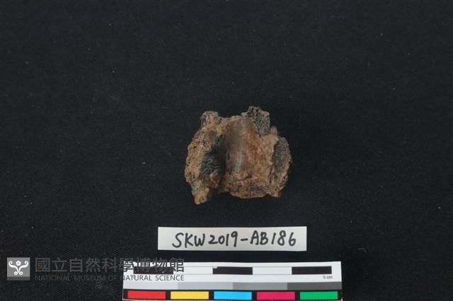 獸骨藏品圖，第2張