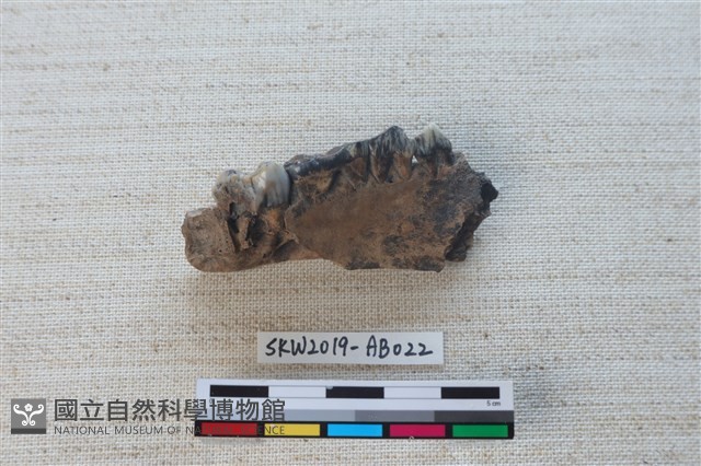 獸骨藏品圖，第2張