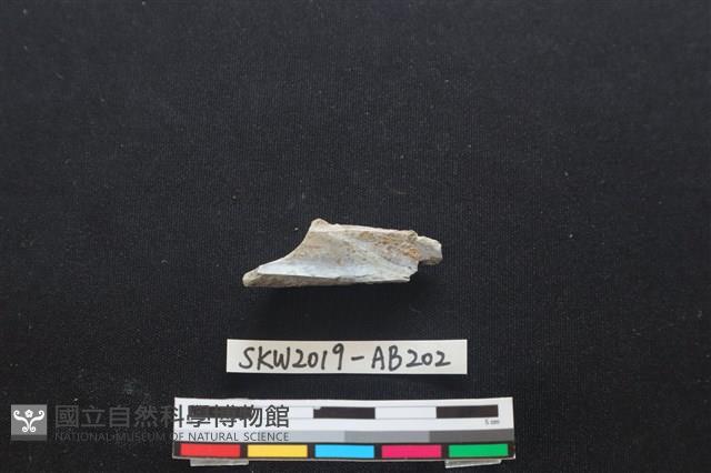 獸骨藏品圖，第2張