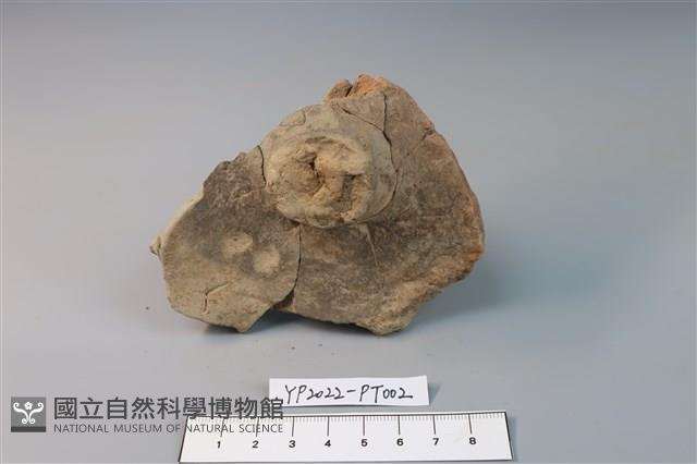 碗/淺盤型陶蓋藏品圖，第2張