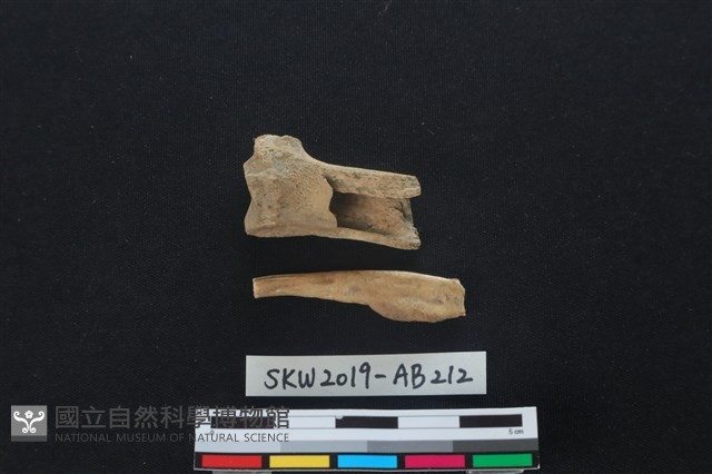 獸骨藏品圖，第2張