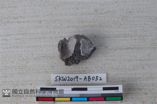 獸骨藏品圖，第2張