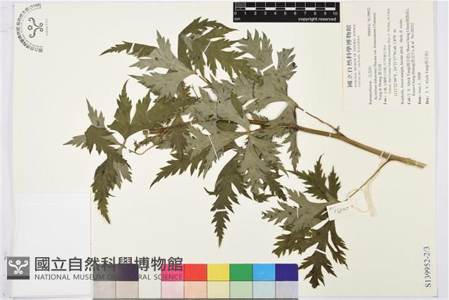 蔓烏頭藏品圖，第2張