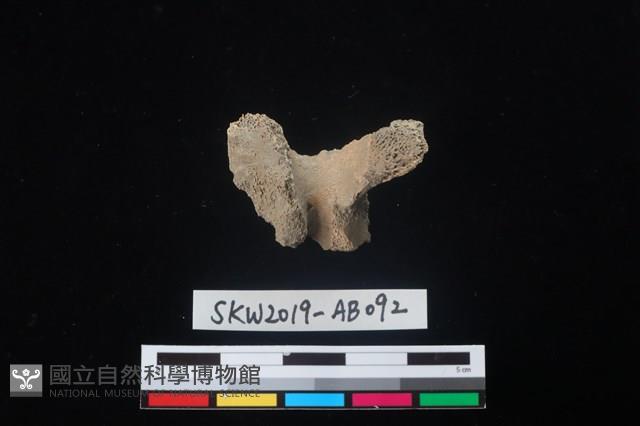 獸骨藏品圖，第2張