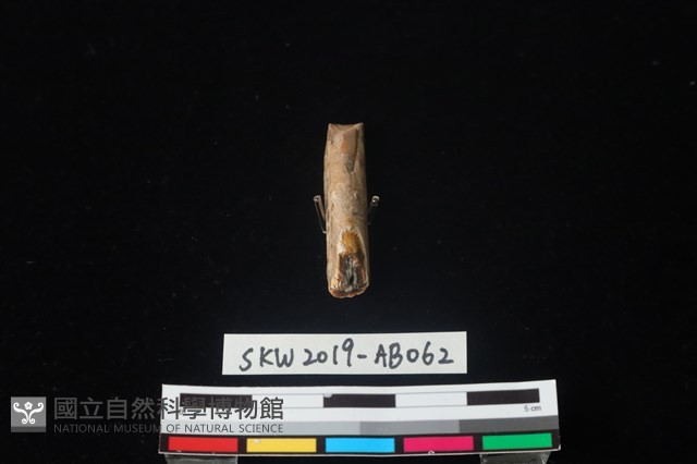 獸骨藏品圖，第2張