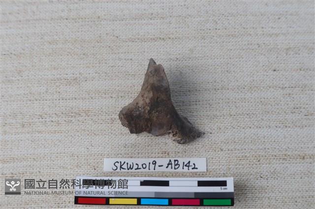 獸骨藏品圖，第2張