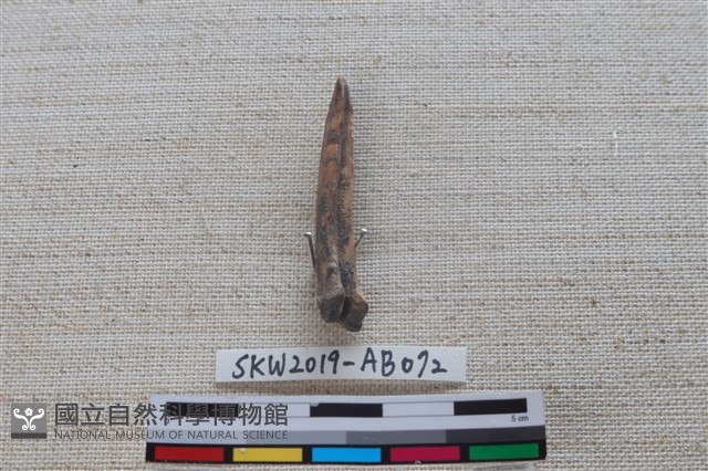 魚骨藏品圖，第2張