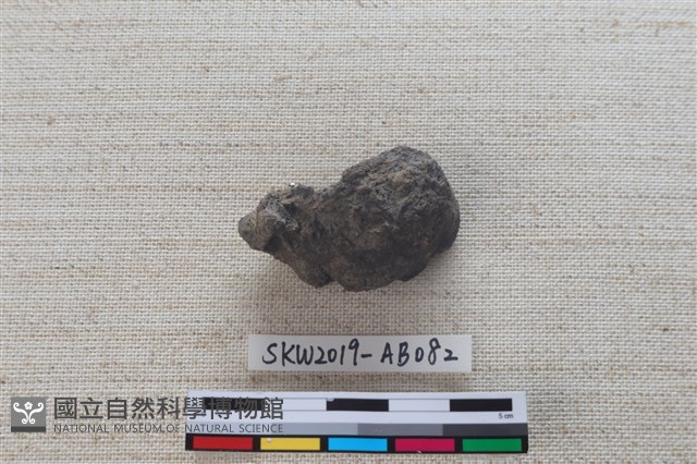 獸骨藏品圖，第2張