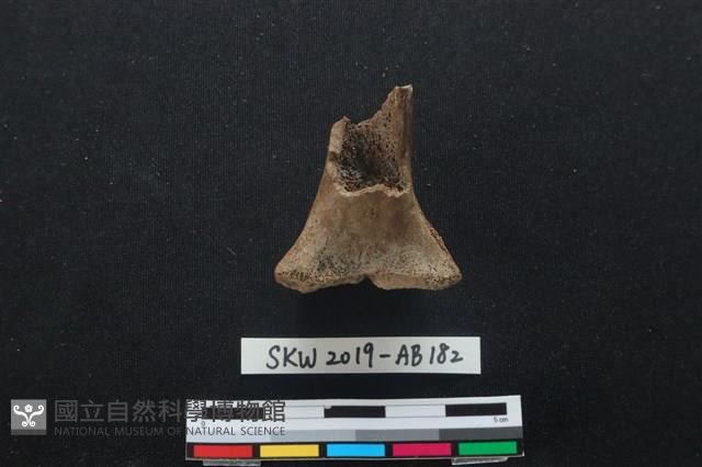 獸骨藏品圖，第2張