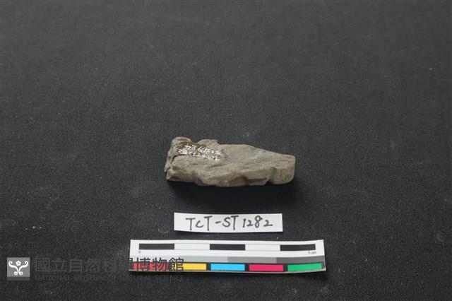 網墜藏品圖，第2張