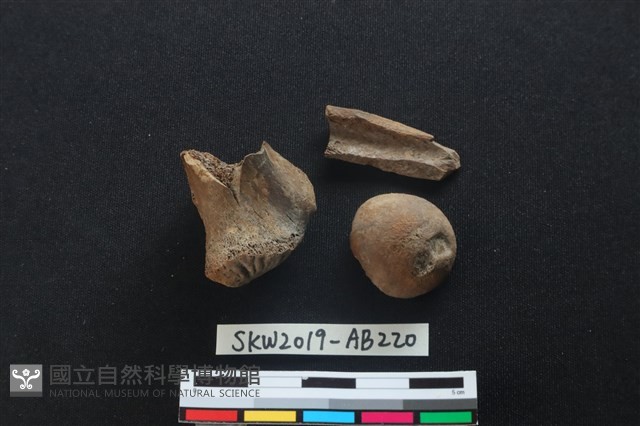 獸骨藏品圖，第2張