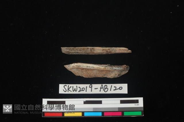 獸骨藏品圖，第2張