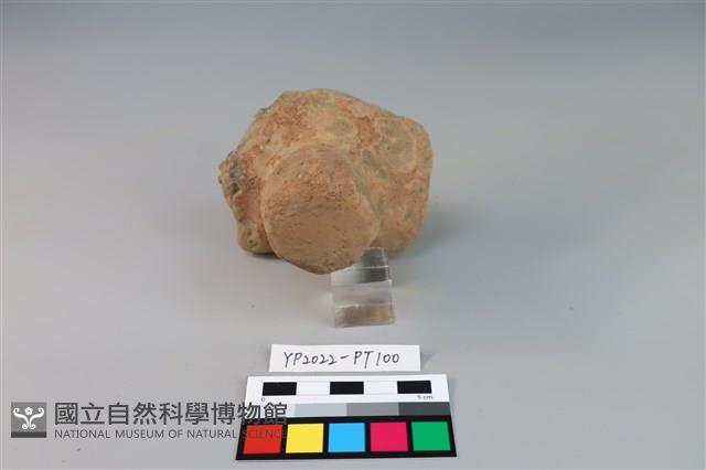 碗/淺盤型陶蓋藏品圖，第2張
