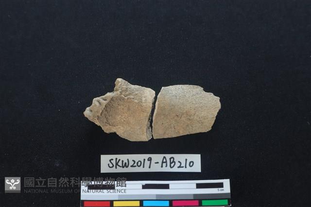 獸骨藏品圖，第2張