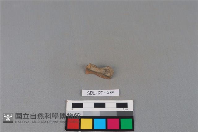 陶片藏品圖，第2張