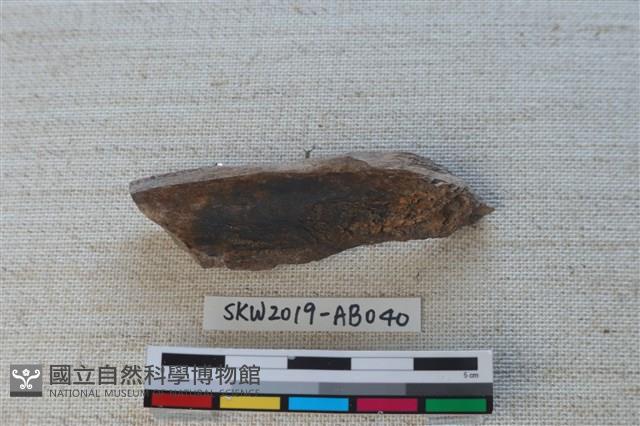 獸骨藏品圖，第2張