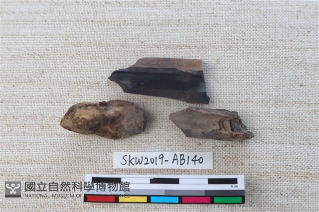 魚骨藏品圖，第2張