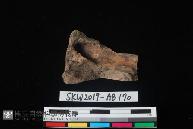 獸骨藏品圖，第2張