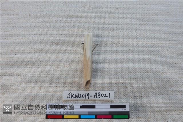 獸骨藏品圖，第2張