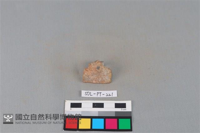 陶片藏品圖，第2張