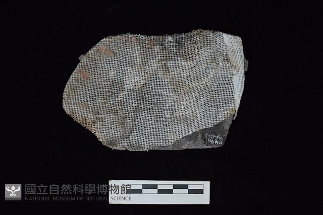 陶片藏品圖，第2張