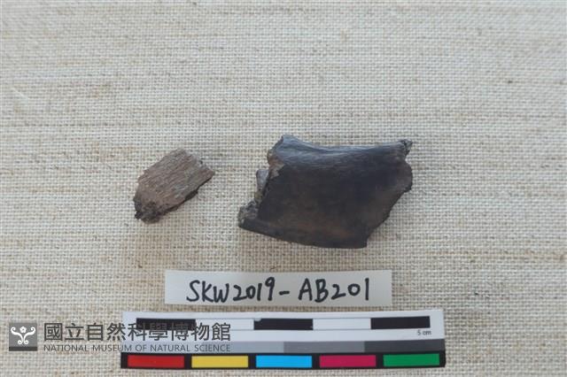 獸骨藏品圖，第2張