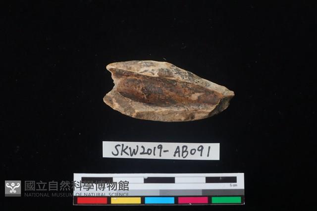 獸骨藏品圖，第2張