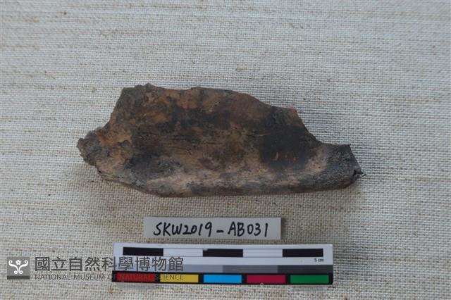 獸骨藏品圖，第2張