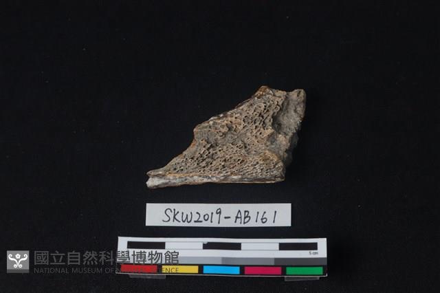 獸骨藏品圖，第2張