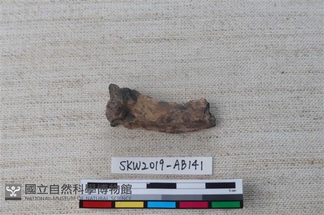 獸骨藏品圖，第2張