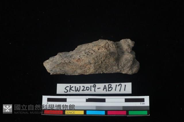 獸骨藏品圖，第2張