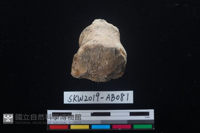獸骨藏品圖，第2張