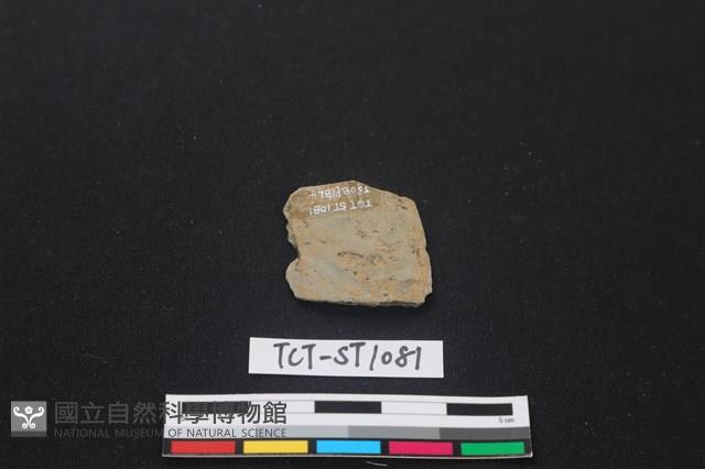 矛鏃形器藏品圖，第2張