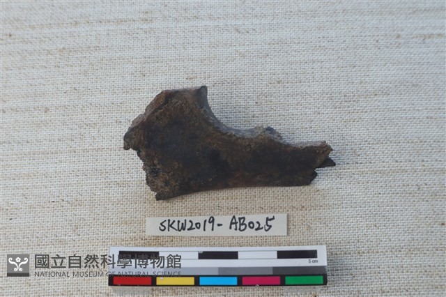 獸骨藏品圖，第2張