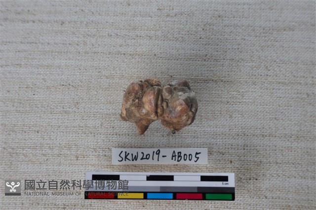 獸骨藏品圖，第2張