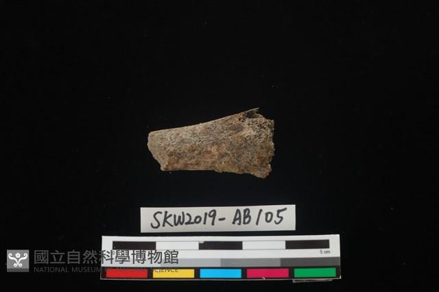 獸骨藏品圖，第2張