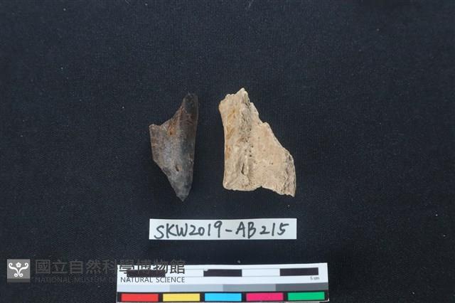 獸骨藏品圖，第2張