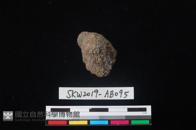 獸骨藏品圖，第2張