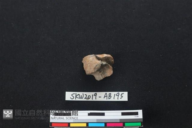 獸骨藏品圖，第2張