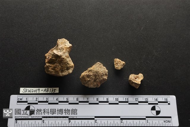 獸骨藏品圖，第2張