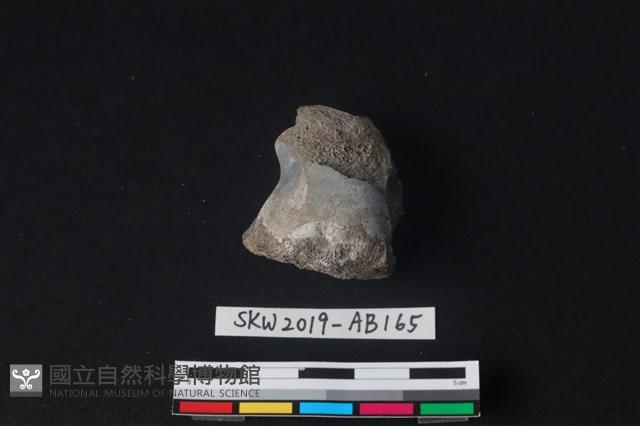 獸骨藏品圖，第2張