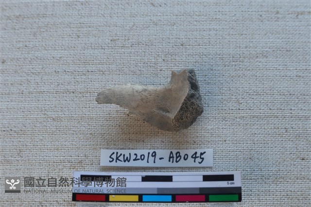 獸骨藏品圖，第2張