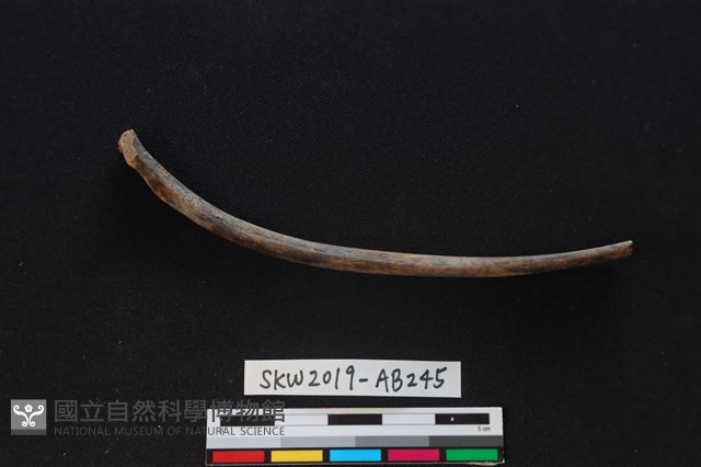 獸骨藏品圖，第2張