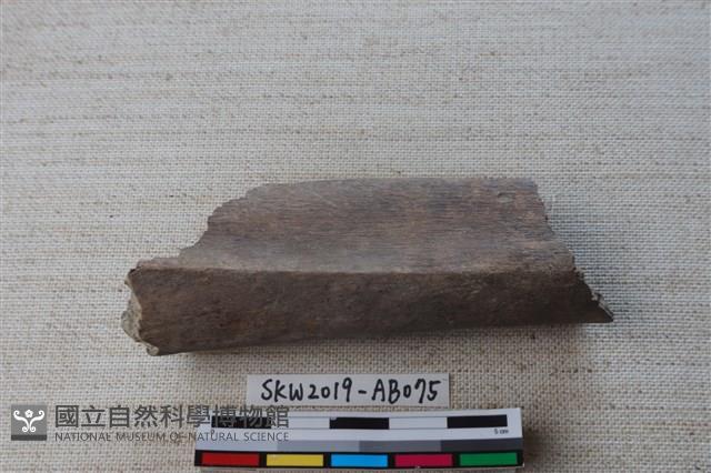 獸骨藏品圖，第2張